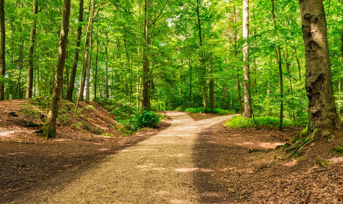 Waldauszeit- Waldbaden Erholung im Wald